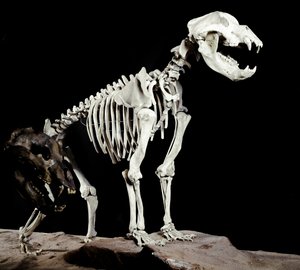 先史時代：イタリアのCaves del Bandito a Roaschiaから出土したケーブベア（Ursus spelaeus）の骨格。更新世の時代。ミラノ市立自然史博物館（Museo civico di storia naturale）所蔵