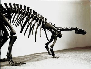 先史時代：恐竜カンプトサウルス・ブラウニの骨格。上級ジュラ紀の時代。ミラノ市立自然史博物館（Museo civico di storia naturale, Milan