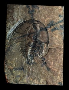 先史時代：三葉虫Olenellusの化石（節足動物）。古生代の時代、カンブリア紀の時代。アメリカ・ユタ州で探す 作： Prehistoric Prehistoric