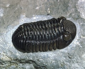 先史時代：三葉虫Phacops Ranaの化石（節足動物）。古生代の時代、デボン紀の期間。アメリカ・オハイオ州で探す 作： Prehistoric Prehistoric