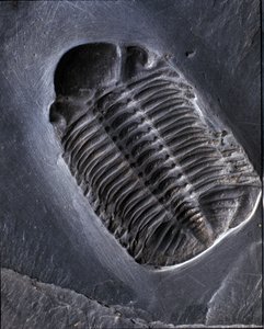 先史時代：三葉虫Phacops Ranaの化石（節足動物）。古生代の時代、デボン紀のもの。ドイツのブンデンバッハ地区で発見。 作： Prehistoric Prehistoric