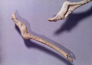 先史時代：トナカイの木で作られた「跳ね馬に」と言われた2つのスラスター。マグダレニアン中期のもの。サン・ジェルマン・アン・レイ国立考古学博物館 作： Prehistoric Prehistoric