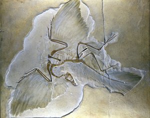 原始的な鳥類は「アーキオプテリクス」と呼ばれていた。バイエルン州の上部ジュラ紀の頁岩中から完全な化石が発見されている。