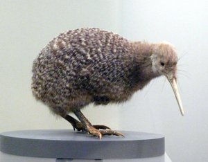飛べない鳥の剥製キウイ（apterygides）のサンプル。ニュージーランド、オークランド博物館 作： 先史時代先史時代