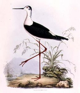 セイタカアワダチソウ（「Illustrations of British Ornithology（英国鳥類学のイラストレーション）」より）（彩色済み彫刻版