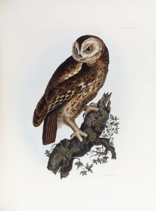 モリフクロウ、1841年 作： Prideaux John Selby