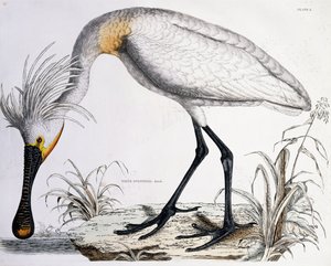 ヘラサギ、1834年 作： Prideaux John Selby