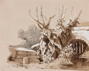 溝による植物の研究、インストラクターによる追加、1856年（鉛筆、セピア、紙の上で洗う） 作： Prince Gaetano Maria Federico di Borbone