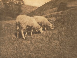 カメラワーク：羊、1906年。 作： Professor Hans Watzek