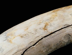 プニック美術（カルタゴ）：刻印入り象牙製の防御具。Bajo de la Campana（カルタヘナ）より Museo de Cartagena カルタヘナ スペイン 作： Punic Punic