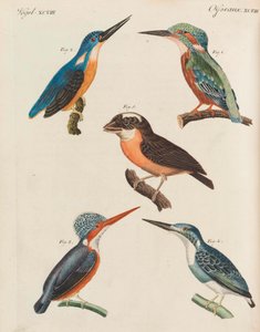 フリードリッヒヨハンジャスティンベルトゥチ、1798-1830による子供向け絵本児童百科事典。 作： Pupils of the Weimar Princely Free