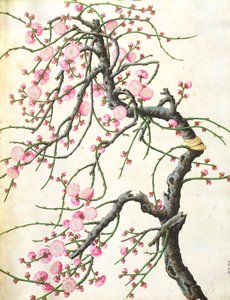 桃の花（紙の色） 作： Qing Dynasty Chinese School