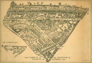 ロンドン動物園、リージェンツ パーク、ウェストミンスター、1929 年 作： RB Brook Greaves