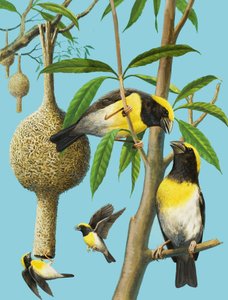 織りなす鳥たち