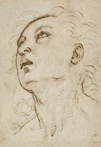 上向きに見つめている若者の頭、c。 1497-1504（クリーム色の紙の金属の先端にペンと茶色のインク）