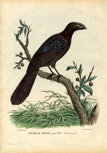 アニ、1863-79 作： Raimundo Petraroja
