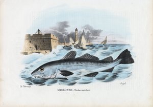 大西洋タラ、1863-79