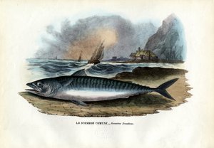 大西洋サバ、1863-79