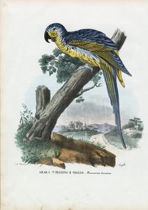 青と黄色のコンゴウインコ、1863-79 作： Raimundo Petraroja