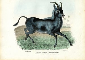 ブルーバック、1863-79 作： Raimundo Petraroja