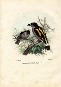 Broadbills、1863-79 作： Raimundo Petraroja