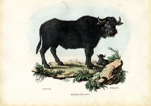 バッファロー、1863-79 作： Raimundo Petraroja