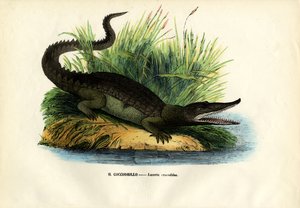 カイマン、1863-79 作： Raimundo Petraroja