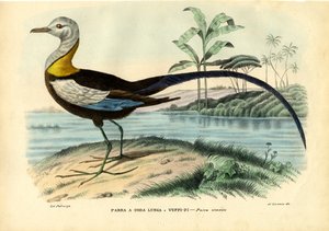 中国のジャカナ、1863-79 作： Raimundo Petraroja