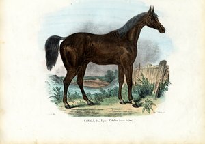 イギリスの馬、1863-79 作： Raimundo Petraroja