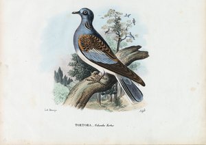 ヨーロッパのカメ鳩、1863-79 作： Raimundo Petraroja