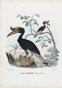 オオサイチョウ、1863-79 作： Raimundo Petraroja
