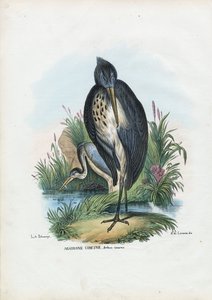 アオサギ、1863-79 作： Raimundo Petraroja