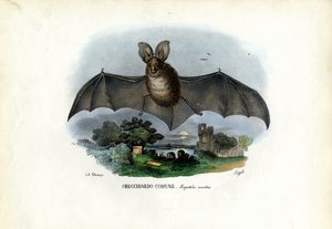 灰色の耳の長いバット、1863-79 作： Raimundo Petraroja