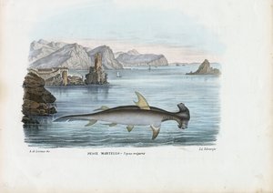 ハンマーヘッド、1863-79 作： Raimundo Petraroja