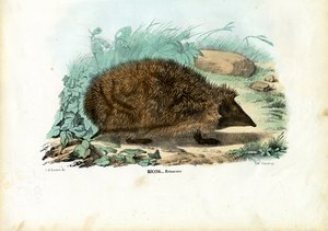 ハリネズミ、1863-79