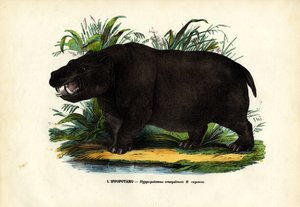 カバ、1863-79 作： Raimundo Petraroja