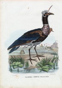 ホーンスクリーマー、1863-79