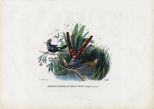 ハチドリ、1863-79 作： Raimundo Petraroja