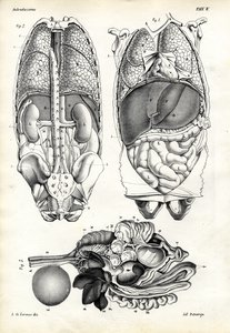 腸、1863-79