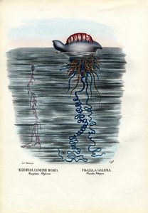クラゲ、1863-79