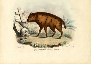 ハイエナの笑い、1863-79 作： Raimundo Petraroja