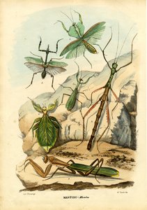 葉虫、1863-79