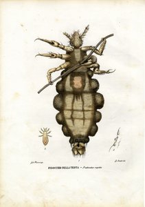 シラミ、1863-79