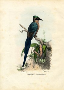 Motmot、1863-79 作： Raimundo Petraroja