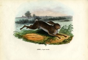 マウンテンヘア、1863-79 作： Raimundo Petraroja