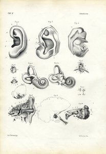 聴覚器官、1863-79 作： Raimundo Petraroja