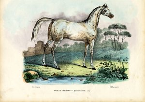 ペルシャ馬、1863-79 作： Raimundo Petraroja