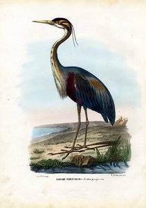 紫ヘロン、1863-79 作： Raimundo Petraroja