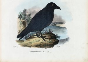 レイヴン、1863-79 作： Raimundo Petraroja