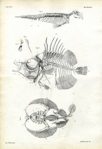 シール、1863-79 作： Raimundo Petraroja